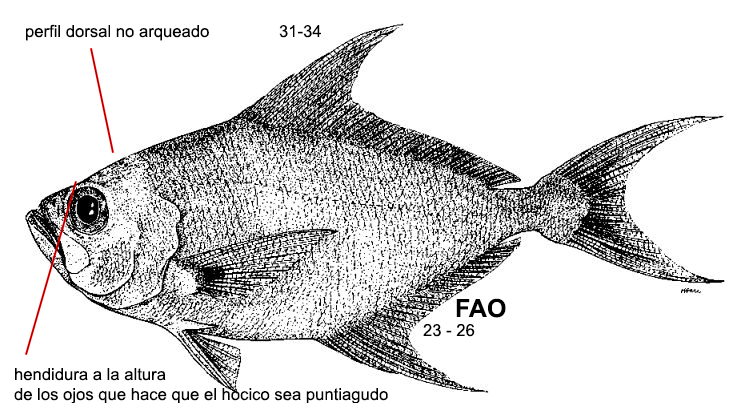 Taractes asper_001.jpg